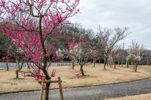 名古屋市平和公園、梅林、2月の春の花、名古屋市名東区の観光・撮影スポットの名所