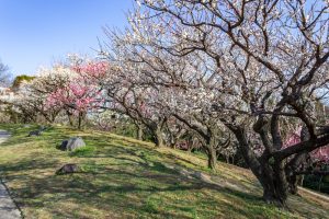 東山植物園、梅、2月の春の花、名古屋市千種区の観光・撮影スポットの画像と写真