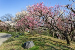 東山植物園、梅、2月の春の花、名古屋市千種区の観光・撮影スポットの画像と写真