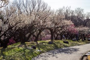 東山植物園、梅、2月の春の花、名古屋市千種区の観光・撮影スポットの画像と写真