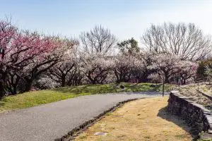 東山植物園、梅、2月の春の花、名古屋市千種区の観光・撮影スポットの画像と写真