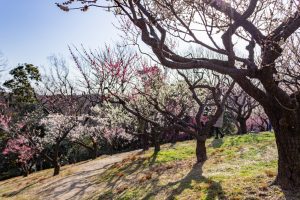 東山植物園、梅、2月の春の花、名古屋市千種区の観光・撮影スポットの画像と写真東山植物園、梅、2月の春の花、名古屋市千種区の観光・撮影スポットの画像と写真