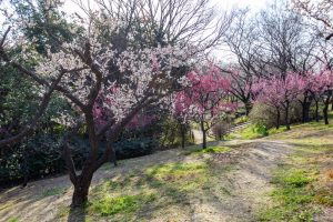 東山植物園、梅、2月の春の花、名古屋市千種区の観光・撮影スポットの画像と写真東山植物園、梅、2月の春の花、名古屋市千種区の観光・撮影スポットの画像と写真