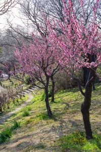 東山植物園、梅、2月の春の花、名古屋市千種区の観光・撮影スポットの画像と写真