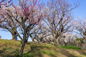 東山植物園、梅、2月の春の花、名古屋市千種区の観光・撮影スポットの画像と写真