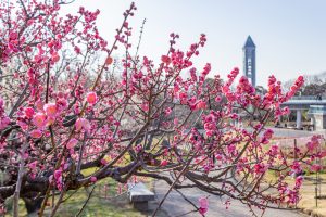 東山植物園、梅、2月の春の花、名古屋市千種区の観光・撮影スポットの画像と写真