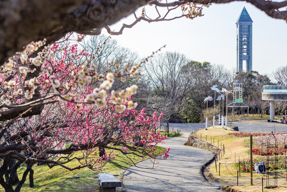 東山植物園、梅、2月の春の花、名古屋市千種区の観光・撮影スポットの画像と写真