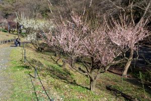 東山植物園、梅、2月の春の花、名古屋市千種区の観光・撮影スポットの画像と写真