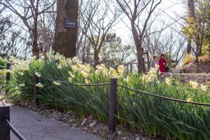 東山植物園、水仙、2月の春の花、名古屋市千種区の観光・撮影スポットの画像と写真