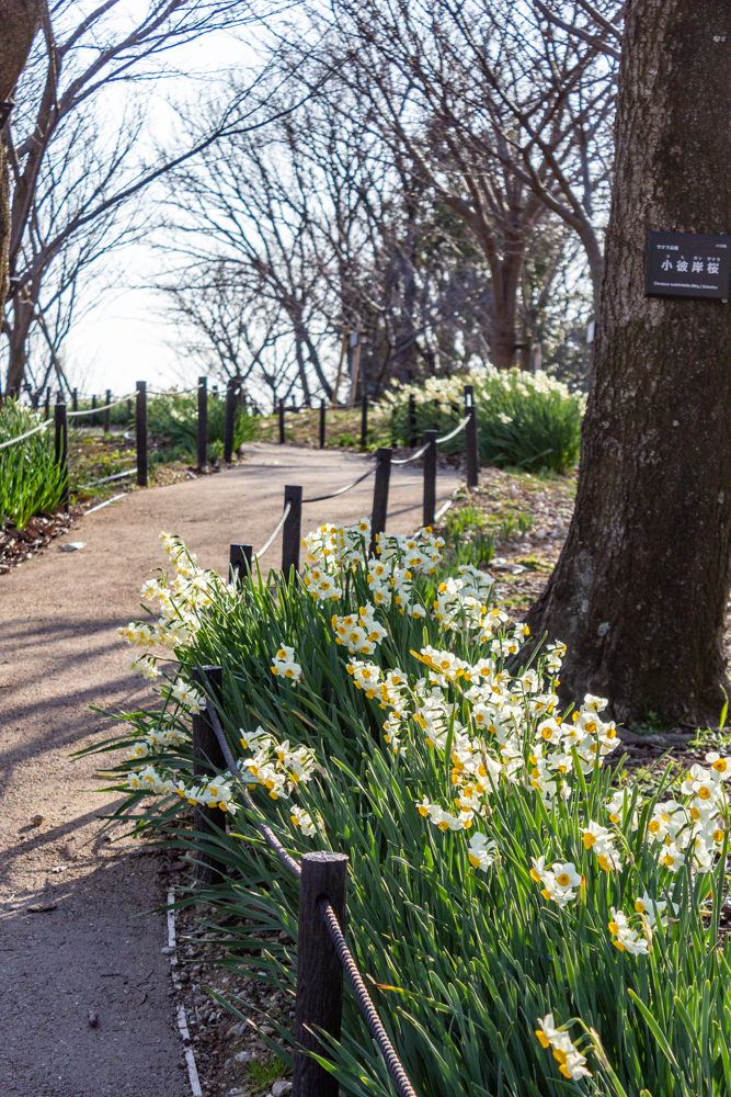 東山植物園、水仙、2月の春の花、名古屋市千種区の観光・撮影スポットの画像と写真