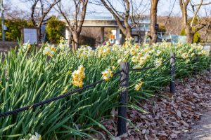 東山植物園、水仙、2月の春の花、名古屋市千種区の観光・撮影スポットの画像と写真