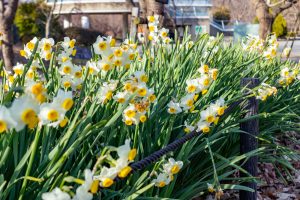 東山植物園、水仙、2月の春の花、名古屋市千種区の観光・撮影スポットの画像と写真