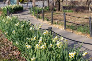 東山植物園、水仙、2月の春の花、名古屋市千種区の観光・撮影スポットの画像と写真