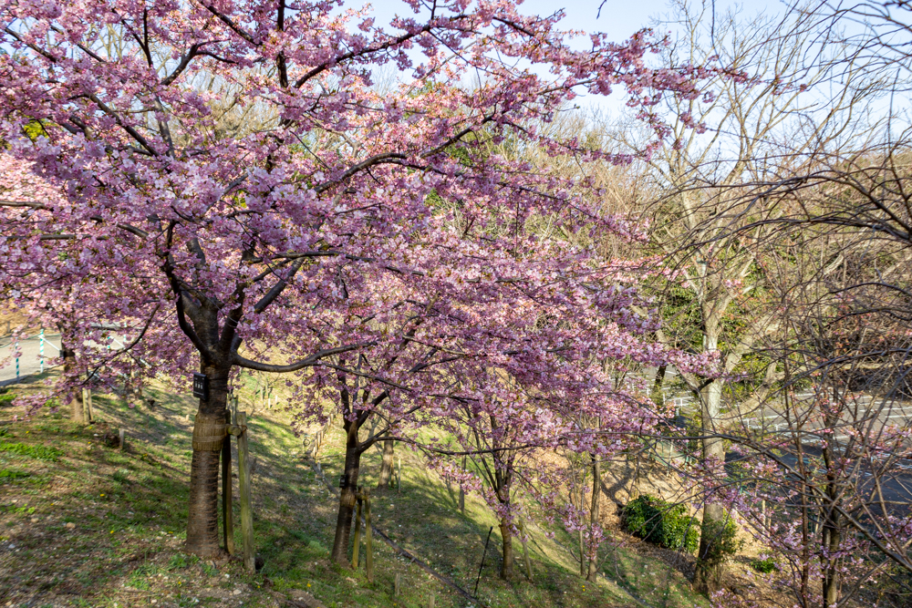 東山植物園、河津桜、2月の春の花、名古屋市千種区の観光・撮影スポットの画像と写真
