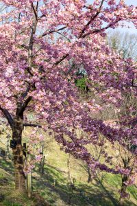 東山植物園、河津桜、2月の春の花、名古屋市千種区の観光・撮影スポットの画像と写真