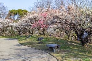 東山植物園、梅、2月の春の花、名古屋市千種区の観光・撮影スポットの画像と写真