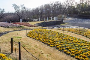 東山植物園、2月の春の花、名古屋市千種区の観光・撮影スポットの画像と写真