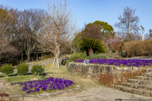 東山植物園、2月の春の花、名古屋市千種区の観光・撮影スポットの画像と写真