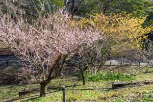 東山植物園、梅、2月の春の花、名古屋市千種区の観光・撮影スポットの画像と写真