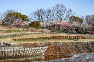 東山植物園、2月の春の花、名古屋市千種区の観光・撮影スポットの画像と写真