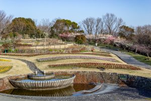 東山植物園、2月の春の花、名古屋市千種区の観光・撮影スポットの画像と写真