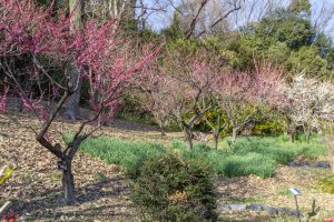 東山植物園、梅、2月の春の花、名古屋市千種区の観光・撮影スポットの画像と写真