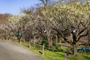 東山植物園、梅、2月の春の花、名古屋市千種区の観光・撮影スポットの画像と写真