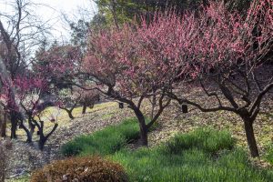 東山植物園、梅、2月の春の花、名古屋市千種区の観光・撮影スポットの画像と写真