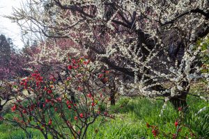 東山植物園、梅、2月の春の花、名古屋市千種区の観光・撮影スポットの画像と写真