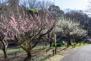 東山植物園、梅、2月の春の花、名古屋市千種区の観光・撮影スポットの画像と写真