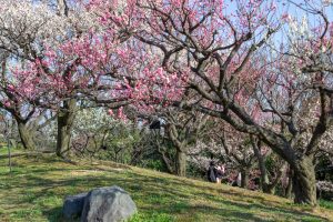 東山植物園、梅、2月の春の花、名古屋市千種区の観光・撮影スポットの画像と写真