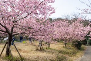 聖崎公園、河津桜、2月春の花、愛知県知多郡の観光・撮影スポットの画像と写真