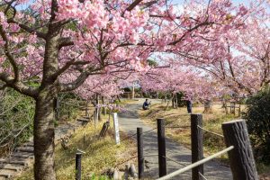 聖崎公園、河津桜、2月春の花、愛知県知多郡の観光・撮影スポットの画像と写真