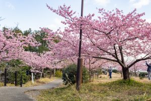 聖崎公園、河津桜、2月春の花、愛知県知多郡の観光・撮影スポットの画像と写真