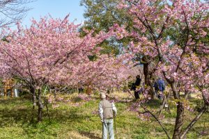 聖崎公園、河津桜、2月春の花、愛知県知多郡の観光・撮影スポットの画像と写真
