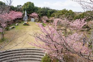 聖崎公園、河津桜、2月春の花、愛知県知多郡の観光・撮影スポットの画像と写真