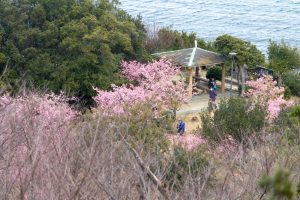 聖崎公園、河津桜、2月春の花、愛知県知多郡の観光・撮影スポットの画像と写真