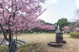 聖崎公園、河津桜、2月春の花、愛知県知多郡の観光・撮影スポットの画像と写真