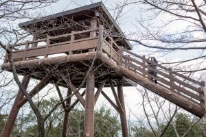 聖崎公園、河津桜、2月春の花、愛知県知多郡の観光・撮影スポットの画像と写真