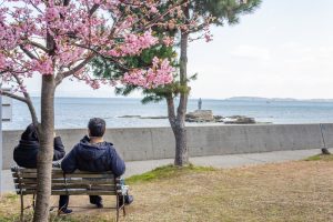 聖崎公園、河津桜、2月春の花、愛知県知多郡の観光・撮影スポットの画像と写真