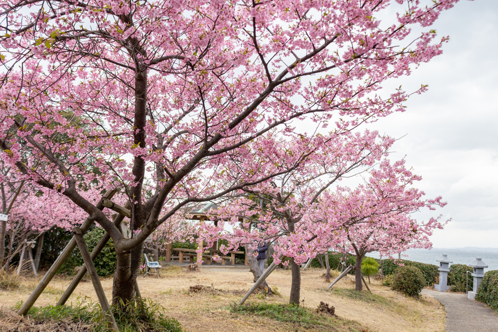 聖崎公園、河津桜、2月春の花、愛知県知多郡の観光・撮影スポットの画像と写真