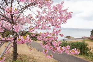 聖崎公園、河津桜、2月春の花、愛知県知多郡の観光・撮影スポットの画像と写真