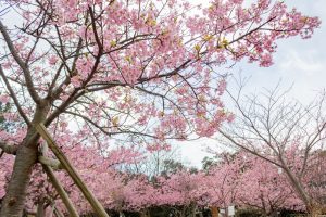 聖崎公園、河津桜、2月春の花、愛知県知多郡の観光・撮影スポットの画像と写真