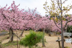 聖崎公園、河津桜、2月春の花、愛知県知多郡の観光・撮影スポットの画像と写真
