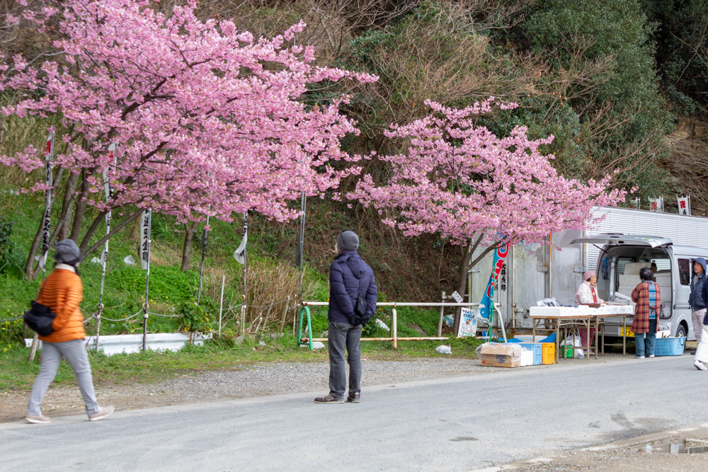 聖崎公園、河津桜、2月春の花、愛知県知多郡の観光・撮影スポットの画像と写真