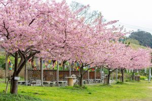 聖崎公園、河津桜、2月春の花、愛知県知多郡の観光・撮影スポットの画像と写真