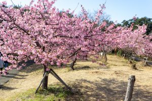 聖崎公園、河津桜、2月春の花、愛知県知多郡の観光・撮影スポットの画像と写真