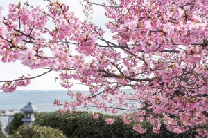 聖崎公園、河津桜、2月春の花、愛知県知多郡の観光・撮影スポットの画像と写真