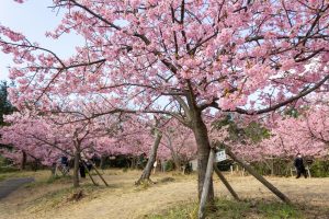 聖崎公園、河津桜、2月春の花、愛知県知多郡の観光・撮影スポットの画像と写真