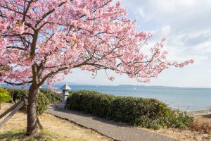 聖崎公園、河津桜、2月春の花、愛知県知多郡の観光・撮影スポットの画像と写真